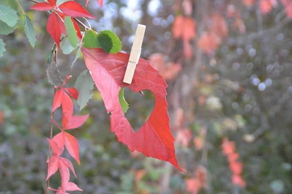 Red Autumn Leaf Cut Out Heart Shaped Piece Hangs Clothespin — Stock Photo, Image