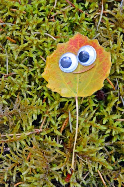 Verschiedene Bunte Herbstblätter Liegen Auf Dem Boden Und Haben Wackelige — Stockfoto