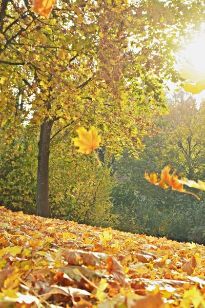 Camino Conduce Día Soleado Través Del Bosque Color Otoñal Alemania — Foto de Stock