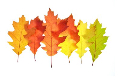 Sonbahar içinde bir degrade beyaz bir arka plana karşı kırmızı izole yeşil yaprakları-metin ve nesneler için boşluk ile beyaz arka planda sonbahar yaprakları ile otomatik renkler