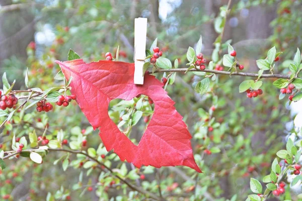 Red Autumn Leaf Cut Out Heart Shaped Piece Hangs Clothespin — Stock Photo, Image