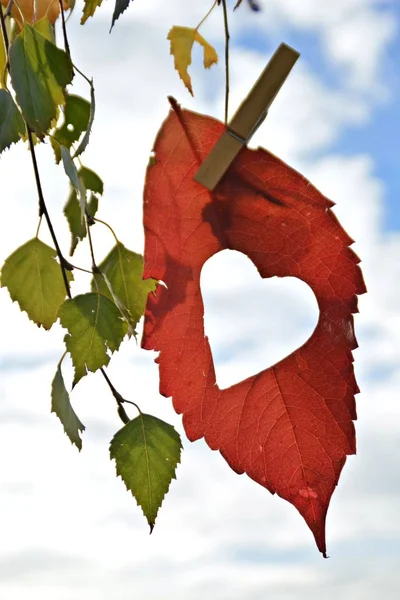 Una Hoja Roja Otoño Cortada Una Pieza Forma Corazón Cuelga — Foto de Stock