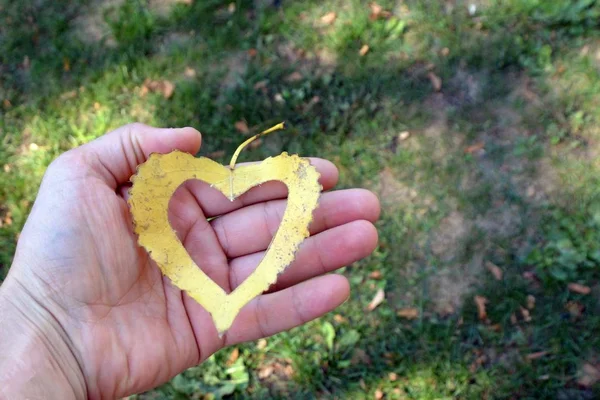 Una Hoja Amarilla Otoño Forma Corazón Encuentra Escalón Hierro Mientras — Foto de Stock