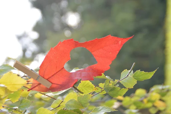 Red Autumn Leaf Cut Out Heart Shaped Piece Hangs Clothespin — Stock Photo, Image