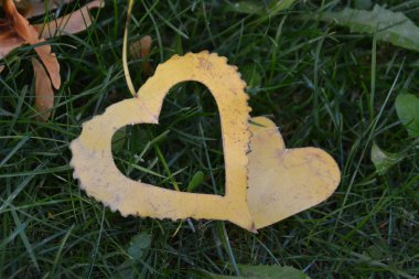 Sonbahar ve bu sezonun renkli renkler için aşk için yaprak kavramı üzerinde güneş parlar gibi kalp şeklinde sarı bir sonbahar yaprağı demir bir adım adım yatıyor 