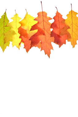 Sonbahar içinde bir degrade beyaz bir arka plana karşı kırmızı izole yeşil yaprakları-metin ve nesneler için boşluk ile beyaz arka planda sonbahar yaprakları ile otomatik renkler