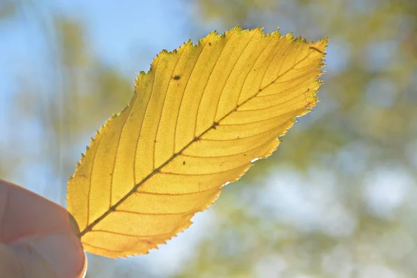 Primer Plano Una Hoja Otoño Amarilla Sostenida Por Una Mano — Foto de Stock