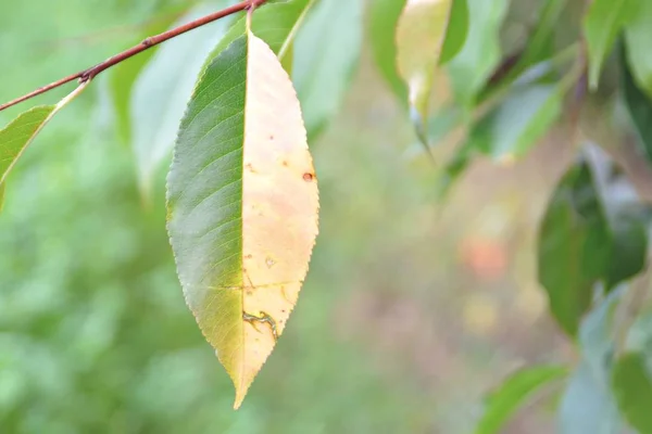 Leaf Bush Has Turned Half Yellow Autumn Other Half Still — Stock Photo, Image