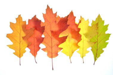 Sonbahar içinde bir degrade beyaz bir arka plana karşı kırmızı izole yeşil yaprakları-metin ve nesneler için boşluk ile beyaz arka planda sonbahar yaprakları ile otomatik renkler