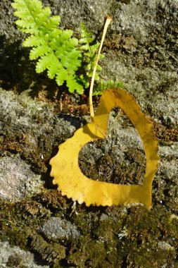 Sonbahar ve bu sezonun renkli renkler için aşk için yaprak kavramı üzerinde güneş parlar gibi kalp şeklinde sarı bir sonbahar yaprağı demir bir adım adım yatıyor 
