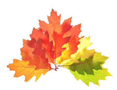 Sonbahar içinde bir degrade beyaz bir arka plana karşı kırmızı izole yeşil yaprakları-metin ve nesneler için boşluk ile beyaz arka planda sonbahar yaprakları ile otomatik renkler