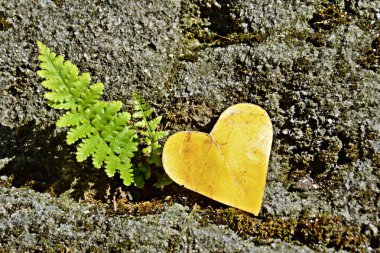 Sonbahar ve bu sezonun renkli renkler için aşk için yaprak kavramı üzerinde güneş parlar gibi kalp şeklinde sarı bir sonbahar yaprağı demir bir adım adım yatıyor 