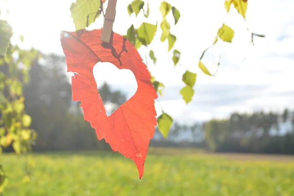 Una Hoja Roja Otoño Cortada Una Pieza Forma Corazón Cuelga — Foto de Stock