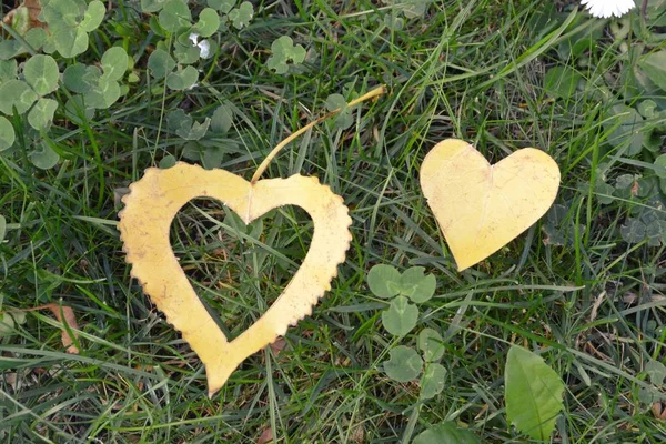 Una Hoja Amarilla Otoño Forma Corazón Encuentra Escalón Hierro Mientras — Foto de Stock