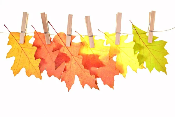 Přechod Podzim Zelené Červené Izoloval Proti Bílému Pozadí Barevné Barvy — Stock fotografie