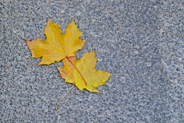 yerde sonbahar yaprakları nın yakın çekim görünümü