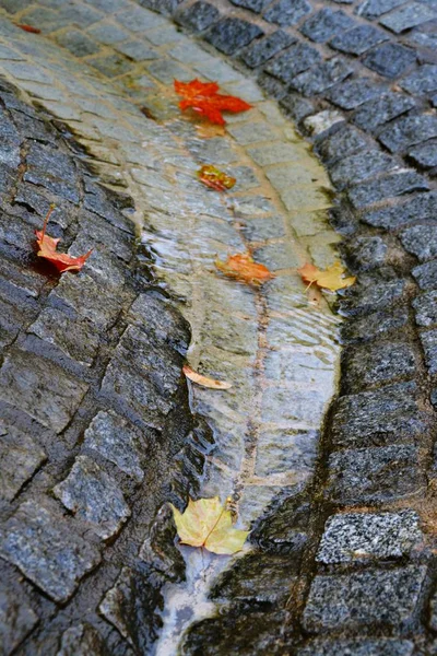 Крупный План Осенних Листьев Земле — стоковое фото