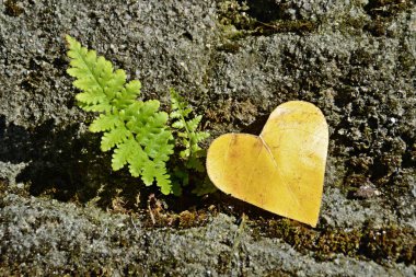 Sonbahar ve bu sezonun renkli renkler için aşk için yaprak kavramı üzerinde güneş parlar gibi kalp şeklinde sarı bir sonbahar yaprağı demir bir adım adım yatıyor 