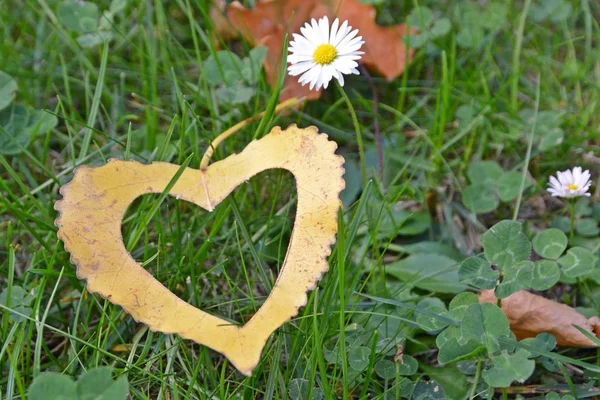 Una Hoja Amarilla Otoño Forma Corazón Encuentra Escalón Hierro Mientras — Foto de Stock