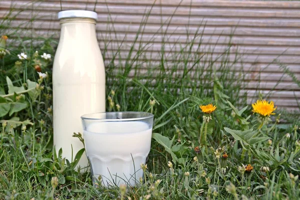A bottle of fresh organic milk is standing in a lawn, next to it is a glass of milk poured in - concept for fresh and healthy milk with space for text or other elements