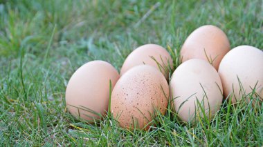 Yeşil çim alan üzerinde yatan taze kahverengi yumurta-metin veya diğer unsurlar için boşluk ile yeşil çim üzerinde ücretsiz Aralık organik yumurta closeup 