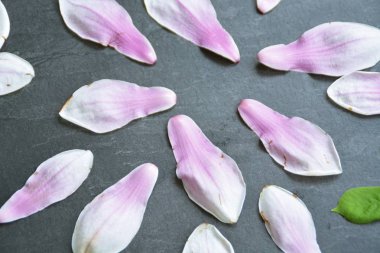 Beyaz gradyan ile Pembe Manolya Çiçeği tek yaprakları ile birlikte yatıyor ve koyu bir arka planda yaprakları-bahar manolya için bir arka plan olarak kavramı