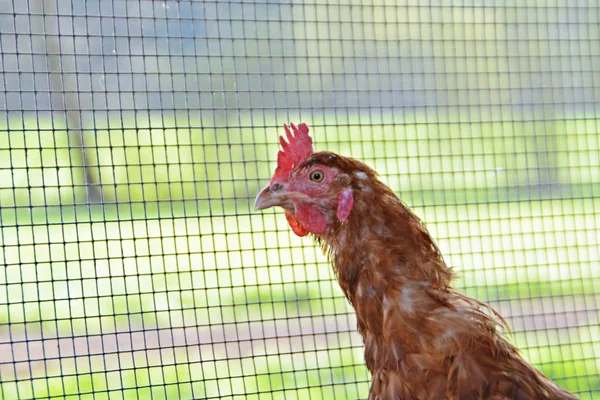 Many Brown Chickens Area Chicken Coop Sandy Soil Focus Head — Stock Photo, Image