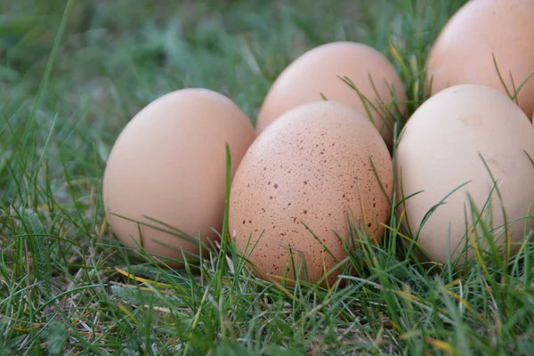 Verse Bruine Eieren Liggen Een Groen Grasveld Close Vrij Bereik — Stockfoto
