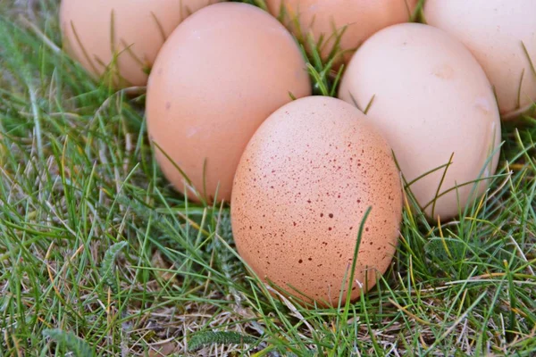 Verse Bruine Eieren Liggen Een Groen Grasveld Close Vrij Bereik — Stockfoto