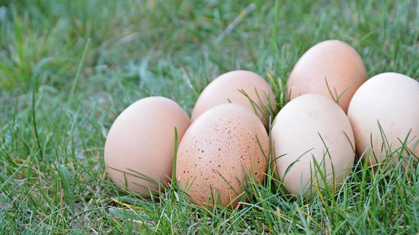 新鲜棕色鸡蛋躺在绿色的草地上 特写自由范围有机鸡蛋在绿色草坪上 空间文本或其他元素 — 图库照片
