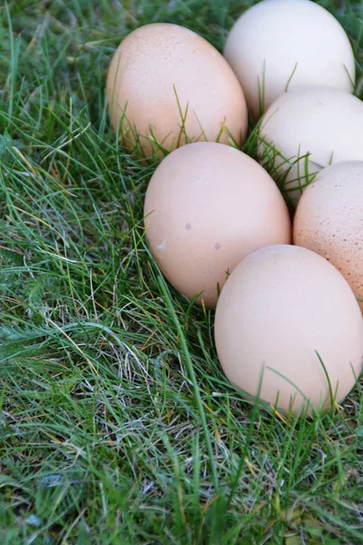 Verse Bruine Eieren Liggen Een Groen Grasveld Close Vrij Bereik — Stockfoto