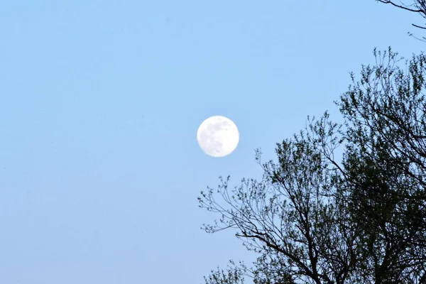 Vista Cênica Belos Galhos Árvores Contra Céu Com Lua — Fotografia de Stock