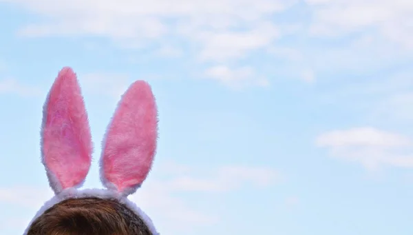 Upper Part Head Freeze Pink Bunny Ears Fastened Slightly Cloudy — Stock Photo, Image