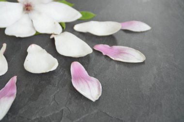 Beyaz gradyan ile Pembe Manolya Çiçeği tek yaprakları ile birlikte yatıyor ve koyu bir arka planda yaprakları-bahar manolya için bir arka plan olarak kavramı 