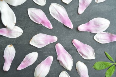 Beyaz gradyan ile Pembe Manolya Çiçeği tek yaprakları ile birlikte yatıyor ve koyu bir arka planda yaprakları-bahar manolya için bir arka plan olarak kavramı