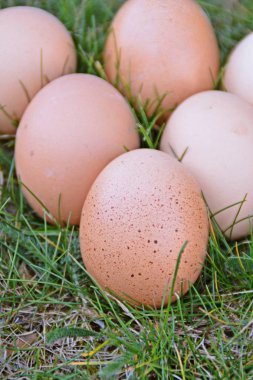 Yeşil çim alan üzerinde yatan taze kahverengi yumurta-metin veya diğer unsurlar için boşluk ile yeşil çim üzerinde ücretsiz Aralık organik yumurta closeup 