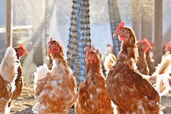 Muchos Pollos Marrones Área Exterior Gallinero Suelo Arenoso Foco Está — Foto de Stock