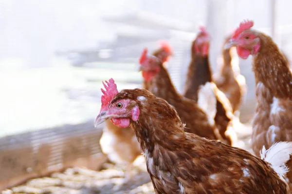 Beaucoup Poulets Bruns Dans Une Zone Extérieure Poulailler Sur Sol — Photo