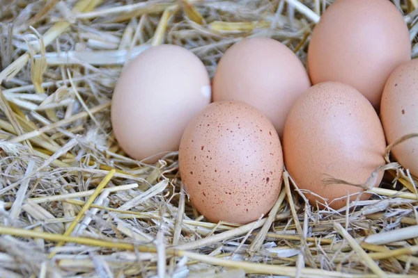 Färska Bruna Ägg Liggande Ett Halm Närbild Friområde Organiska Ägg — Stockfoto