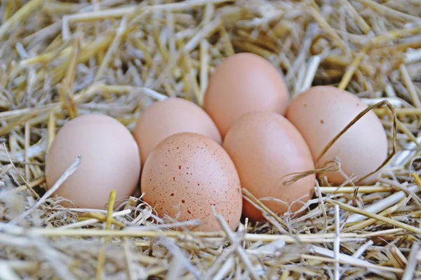 Verse Bruine Eieren Liggend Een Stro Close Vrij Bereik Biologische — Stockfoto