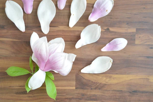 Uma Flor Magnólia Rosa Com Gradiente Branco Está Junto Com — Fotografia de Stock