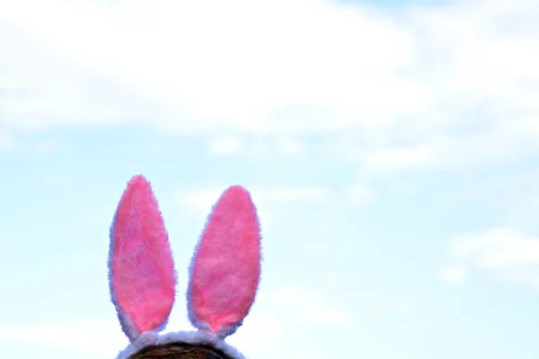 Upper Part Head Freeze Pink Bunny Ears Fastened Slightly Cloudy — Stock Photo, Image