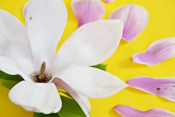 Uma Flor Magnólia Rosa Com Gradiente Branco Está Junto Com — Fotografia de Stock