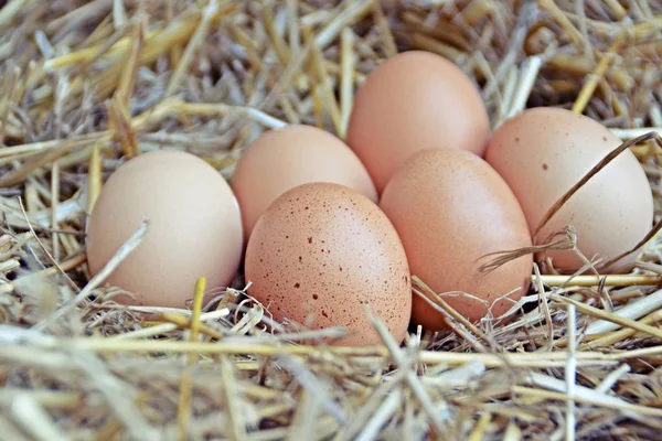 Färska Bruna Ägg Liggande Ett Halm Närbild Friområde Organiska Ägg — Stockfoto