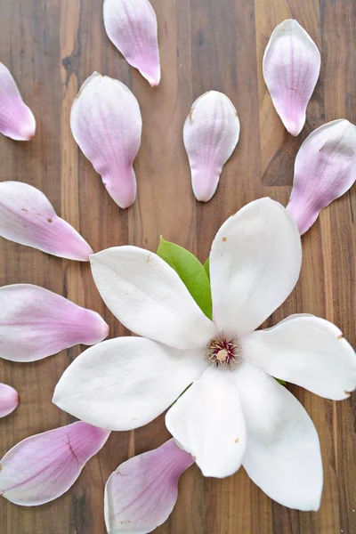 A pink magnolia blossom with white gradient lies along with single petals and leaves on a dark background - concept as a background for magnolia in spring