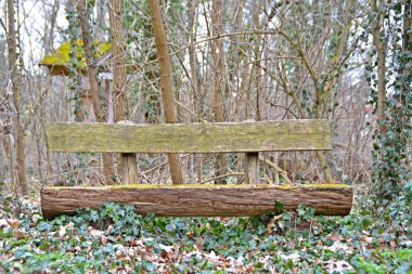 güzel orman manzara tezgah manzara manzara 