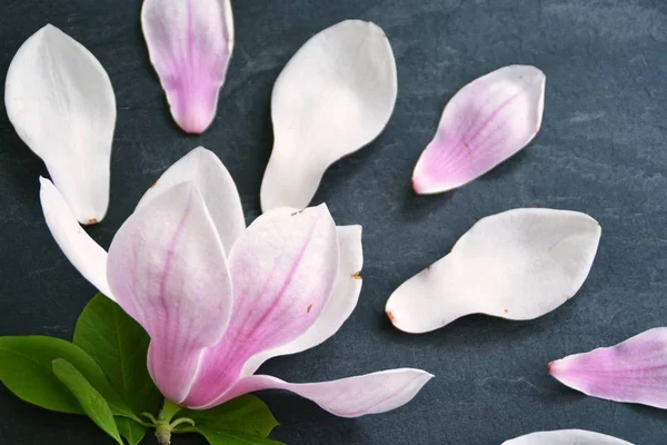 Uma Flor Magnólia Rosa Com Gradiente Branco Está Junto Com — Fotografia de Stock