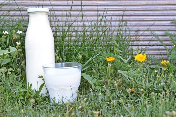 新鮮な有機牛乳のボトルが芝生の中に立っていて その隣にはミルクのグラスが注がれています テキストやその他の要素のためのスペースを持つ新鮮で健康的なミルクのコンセプト — ストック写真