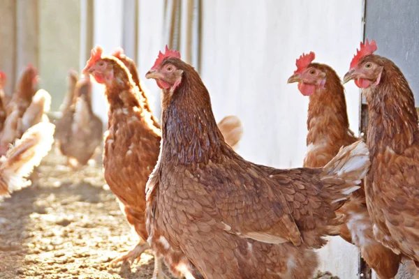 Muchos Pollos Marrones Área Exterior Gallinero Suelo Arenoso Foco Está — Foto de Stock