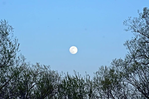 Scenic View Beautiful Tree Branches Sky Moon — Stock Photo, Image